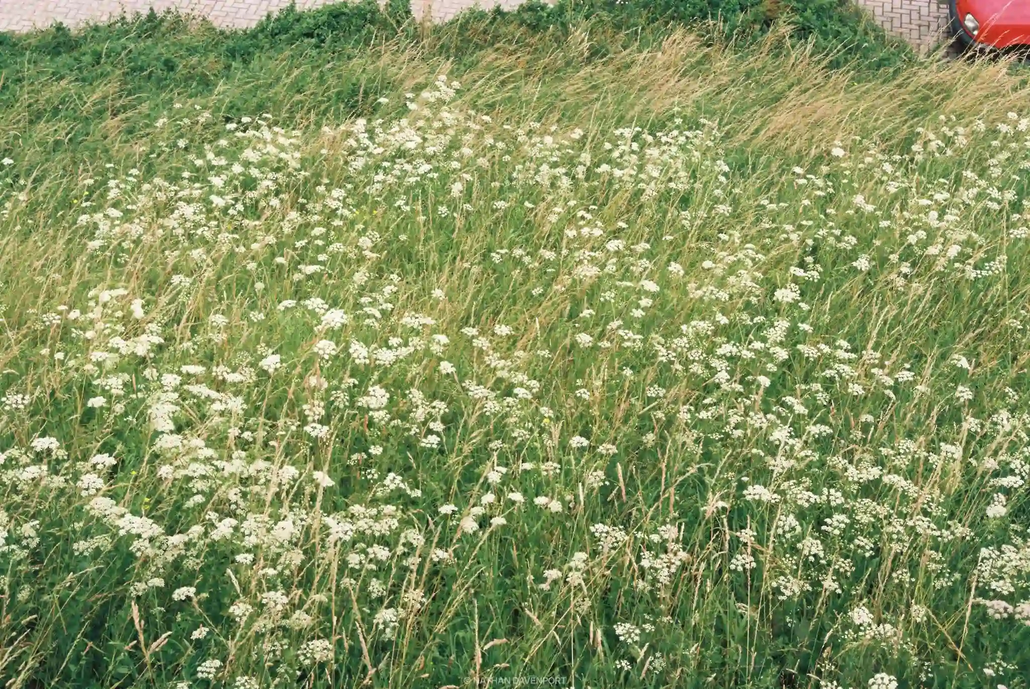 December	7, 2019 - Canon A-1 (35mm)